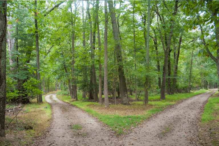 5 Paths to Adoption for Adoptive Parents in Arkansas
